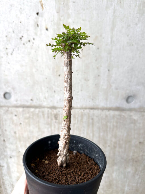 【現品限り】オペルクリカリア・デカリー 実生【AF31】 Operculicarya decaryi【植物】塊根植物 夏型 コーデックス - 画像 (3)