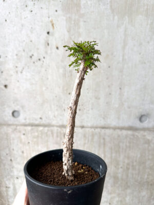 プラントブラザーズ