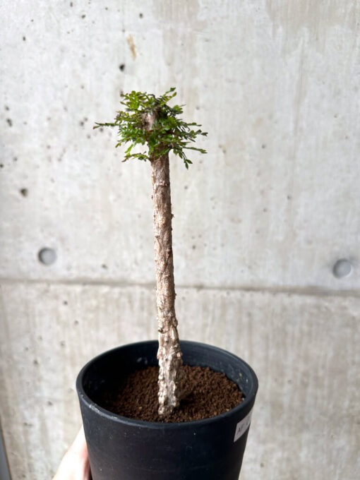 【現品限り】オペルクリカリア・デカリー 実生【AF31】 Operculicarya decaryi【植物】塊根植物 夏型 コーデックス - 画像 (5)