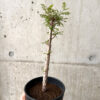 【現品限り】オペルクリカリア・デカリー 実生【AF32】 Operculicarya decaryi【植物】塊根植物 夏型 コーデックス