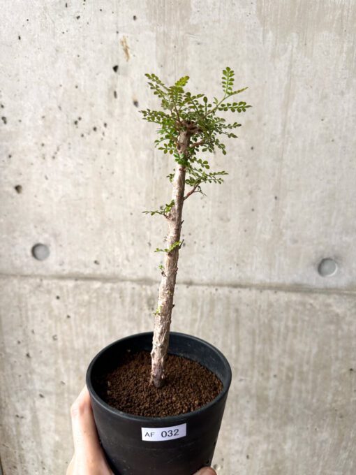 【現品限り】オペルクリカリア・デカリー 実生【AF32】 Operculicarya decaryi【植物】塊根植物 夏型 コーデックス