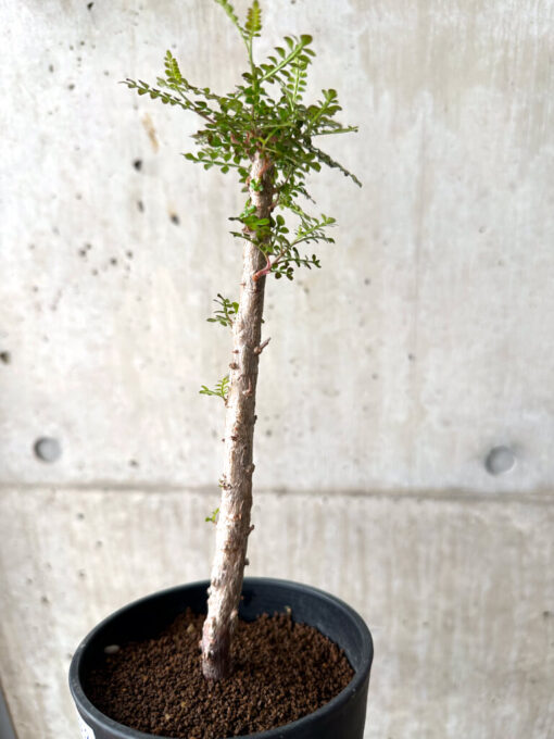 【現品限り】オペルクリカリア・デカリー 実生【AF32】 Operculicarya decaryi【植物】塊根植物 夏型 コーデックス - 画像 (3)