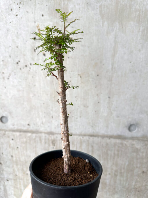 【現品限り】オペルクリカリア・デカリー 実生【AF32】 Operculicarya decaryi【植物】塊根植物 夏型 コーデックス - 画像 (4)