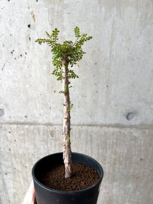 【現品限り】オペルクリカリア・デカリー 実生【AF32】 Operculicarya decaryi【植物】塊根植物 夏型 コーデックス - 画像 (5)
