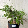 【現品限り】ボスウェリア・ネグレクタ ブラックスキン 現地株 発根済み【AF33】 Boswellia neglecta【植物】塊根植物 夏型 コーデックス