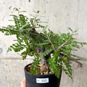 【現品限り】ボスウェリア・ネグレクタ ブラックスキン 現地株 発根済み【AF33】 Boswellia neglecta【植物】塊根植物 夏型 コーデックス