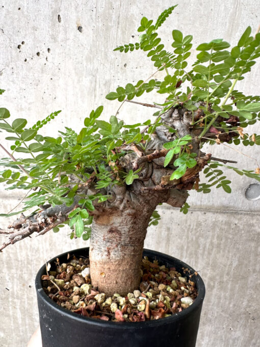 【現品限り】ボスウェリア・ネグレクタ ブラックスキン 現地株 発根済み【AF33】 Boswellia neglecta【植物】塊根植物 夏型 コーデックス - 画像 (4)
