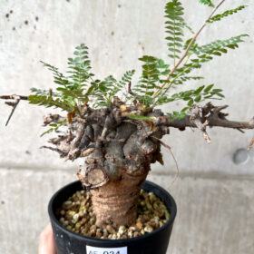 【現品限り】ボスウェリア・ネグレクタ ブラックスキン 現地株 発根済み【AF34】 Boswellia neglecta【植物】塊根植物 夏型 コーデックス