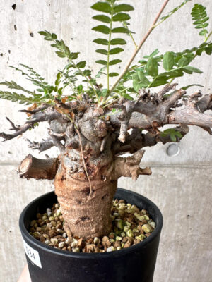 プラントブラザーズ