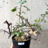 【現品限り】コミフォラ・カタフ ソマリア ピュア 現地株 発根済み【AF35】 Commiphora kataf Somalia【植物】塊根植物 夏型 コーデックス