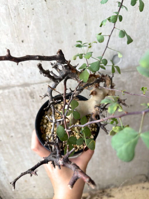 【現品限り】コミフォラ・カタフ ソマリア ピュア 現地株 発根済み【AF35】 Commiphora kataf Somalia【植物】塊根植物 夏型 コーデックス - 画像 (2)