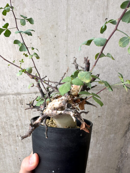 【現品限り】コミフォラ・カタフ ソマリア ピュア 現地株 発根済み【AF35】 Commiphora kataf Somalia【植物】塊根植物 夏型 コーデックス - 画像 (3)