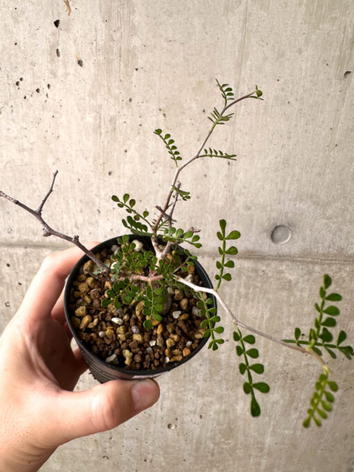 【現品限り】オペルクリカリア・パキプス 根挿し【AF3】 Operculicarya pachypus【植物】塊根植物 夏型 コーデックス - 画像 (2)