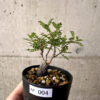【現品限り】オペルクリカリア・パキプス 根挿し【AF4】 Operculicarya pachypus【植物】塊根植物 夏型 コーデックス