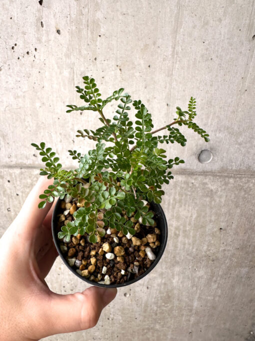 【現品限り】オペルクリカリア・パキプス 根挿し【AF4】 Operculicarya pachypus【植物】塊根植物 夏型 コーデックス - 画像 (2)