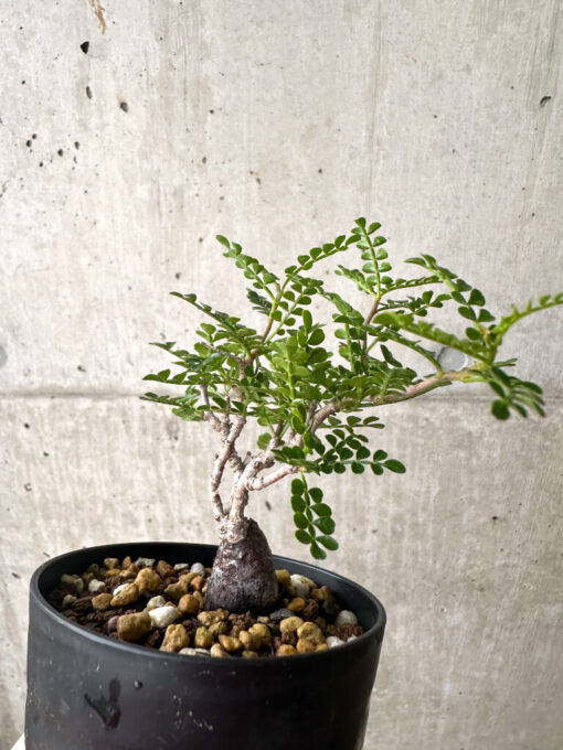 【現品限り】オペルクリカリア・パキプス 根挿し【AF4】 Operculicarya pachypus【植物】塊根植物 夏型 コーデックス - 画像 (3)