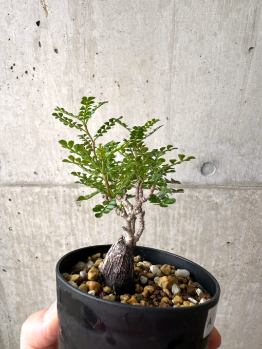 【現品限り】オペルクリカリア・パキプス 根挿し【AF4】 Operculicarya pachypus【植物】塊根植物 夏型 コーデックス - 画像 (5)