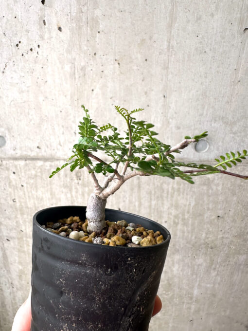 【現品限り】オペルクリカリア・パキプス 根挿し【AF5】 Operculicarya pachypus【植物】塊根植物 夏型 コーデックス - 画像 (5)