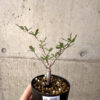 【現品限り】オペルクリカリア・パキプス 根挿し【AF6】 Operculicarya pachypus【植物】塊根植物 夏型 コーデックス