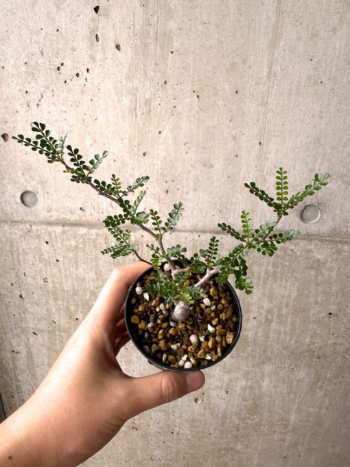 【現品限り】オペルクリカリア・パキプス 根挿し【AF6】 Operculicarya pachypus【植物】塊根植物 夏型 コーデックス - 画像 (2)