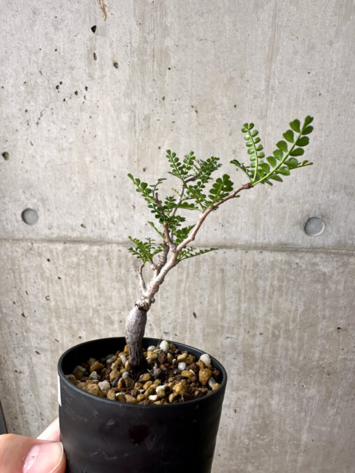 【現品限り】オペルクリカリア・パキプス 根挿し【AF6】 Operculicarya pachypus【植物】塊根植物 夏型 コーデックス - 画像 (3)