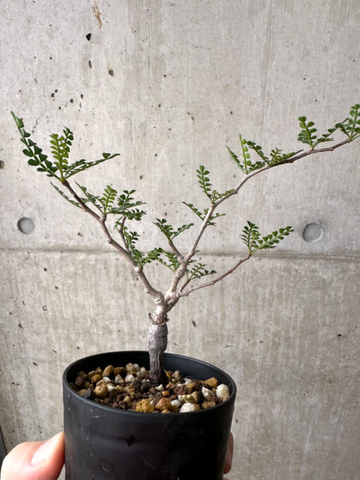 【現品限り】オペルクリカリア・パキプス 根挿し【AF6】 Operculicarya pachypus【植物】塊根植物 夏型 コーデックス - 画像 (4)