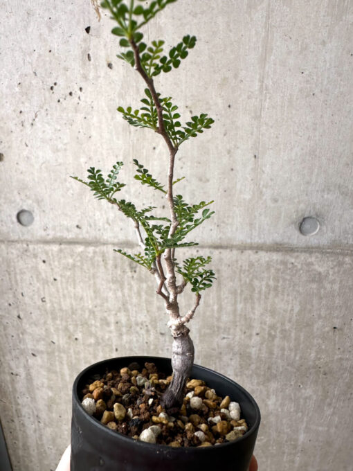 【現品限り】オペルクリカリア・パキプス 根挿し【AF6】 Operculicarya pachypus【植物】塊根植物 夏型 コーデックス - 画像 (5)