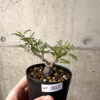 【現品限り】オペルクリカリア・パキプス 根挿し【AF7】 Operculicarya pachypus【植物】塊根植物 夏型 コーデックス