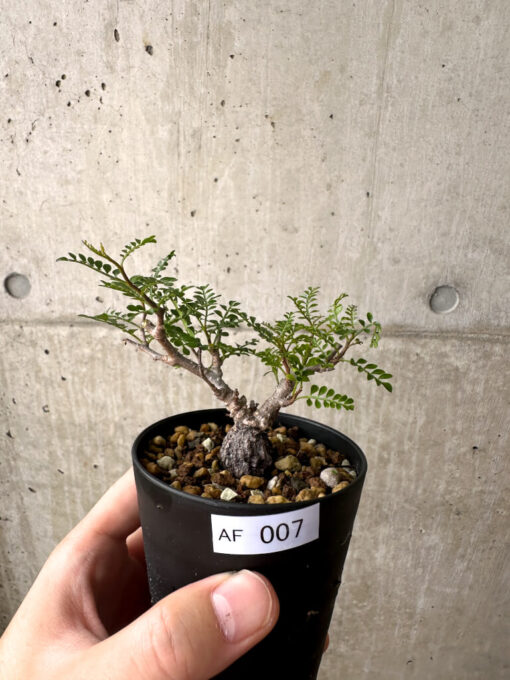【現品限り】オペルクリカリア・パキプス 根挿し【AF7】 Operculicarya pachypus【植物】塊根植物 夏型 コーデックス