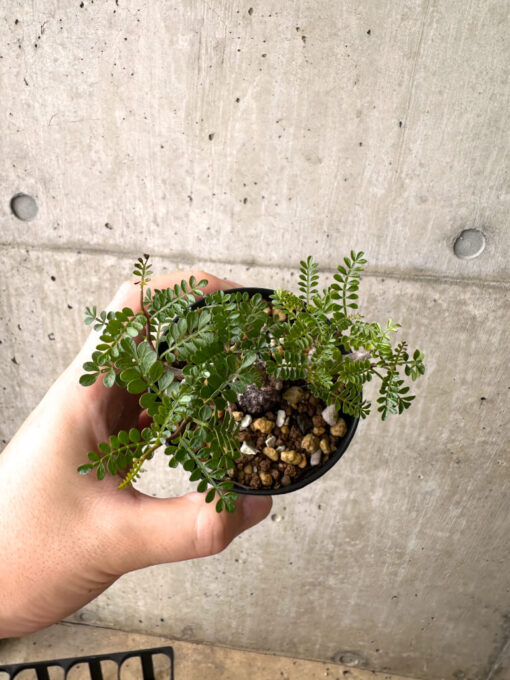 【現品限り】オペルクリカリア・パキプス 根挿し【AF7】 Operculicarya pachypus【植物】塊根植物 夏型 コーデックス - 画像 (2)