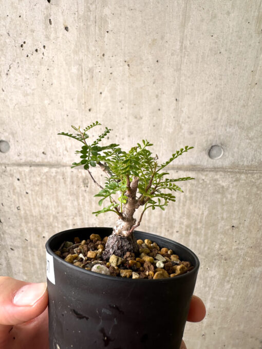 【現品限り】オペルクリカリア・パキプス 根挿し【AF7】 Operculicarya pachypus【植物】塊根植物 夏型 コーデックス - 画像 (3)