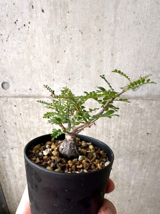 【現品限り】オペルクリカリア・パキプス 根挿し【AF7】 Operculicarya pachypus【植物】塊根植物 夏型 コーデックス - 画像 (5)