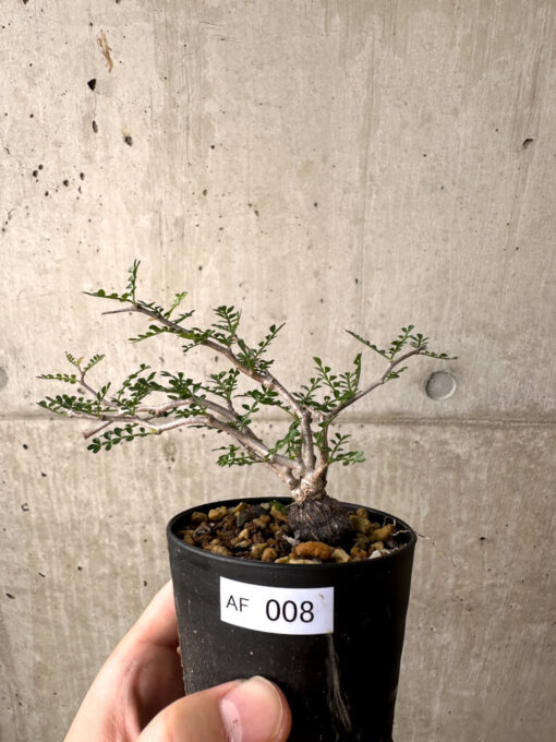 【現品限り】オペルクリカリア・パキプス 根挿し【AF8】 Operculicarya pachypus【植物】塊根植物 夏型 コーデックス