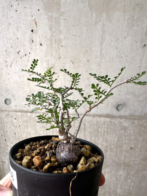 【現品限り】オペルクリカリア・パキプス 根挿し【AF8】 Operculicarya pachypus【植物】塊根植物 夏型 コーデックス - 画像 (3)