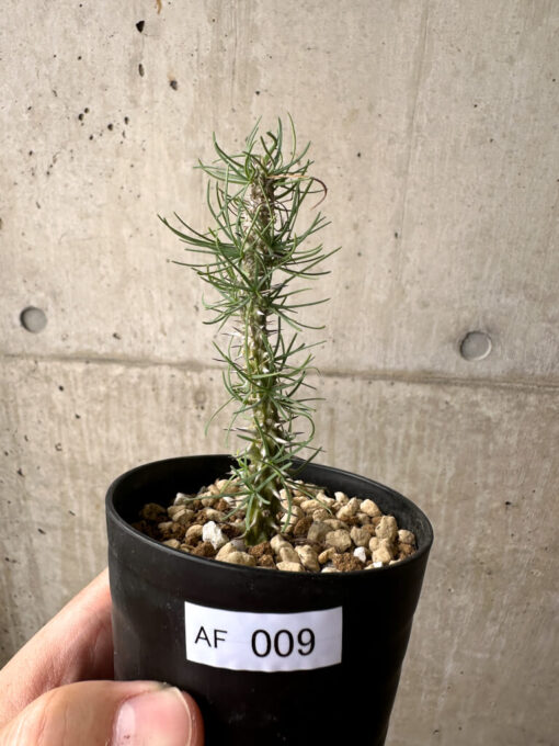 【現品限り】ユーフォルビア・ゴットレベイ 挿し木【AF9】 Euphorbia gottlebei【植物】塊根植物 夏型 コーデックス