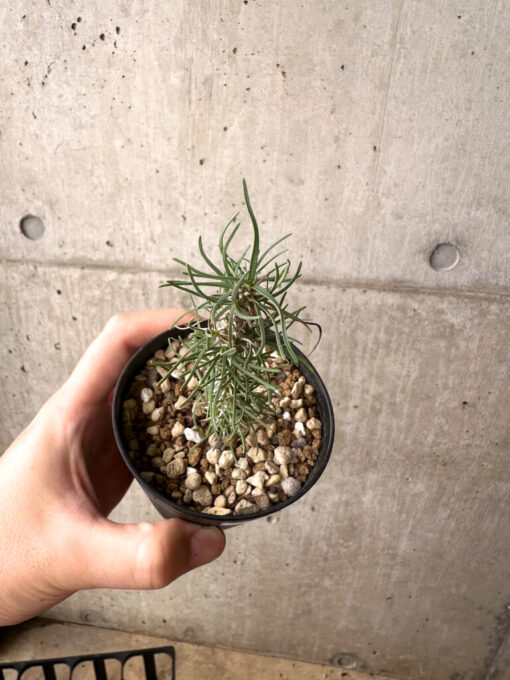 【現品限り】ユーフォルビア・ゴットレベイ 挿し木【AF9】 Euphorbia gottlebei【植物】塊根植物 夏型 コーデックス - 画像 (2)