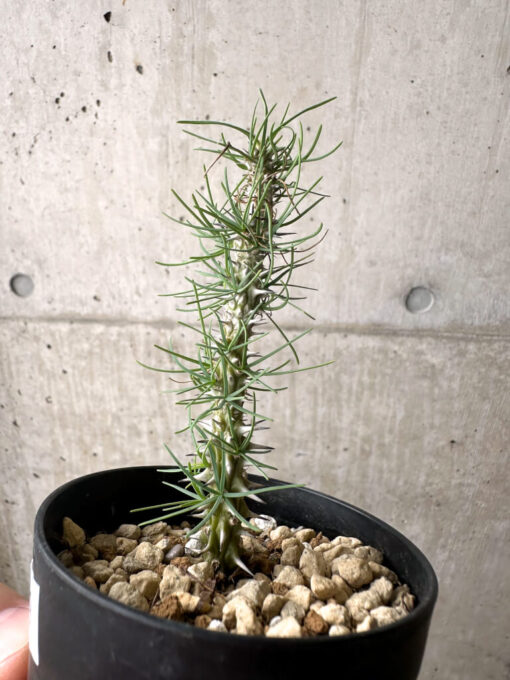 【現品限り】ユーフォルビア・ゴットレベイ 挿し木【AF9】 Euphorbia gottlebei【植物】塊根植物 夏型 コーデックス - 画像 (3)