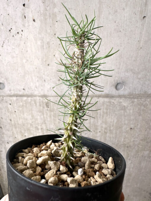 【現品限り】ユーフォルビア・ゴットレベイ 挿し木【AF9】 Euphorbia gottlebei【植物】塊根植物 夏型 コーデックス - 画像 (5)