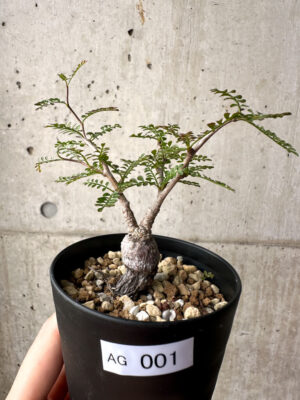 プラントブラザーズ