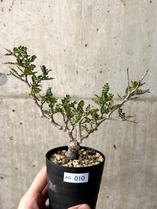 【現品限り】オペルクリカリア・パキプス 根挿し【AG10】 Operculicarya pachypus【植物】塊根植物 夏型 コーデックス