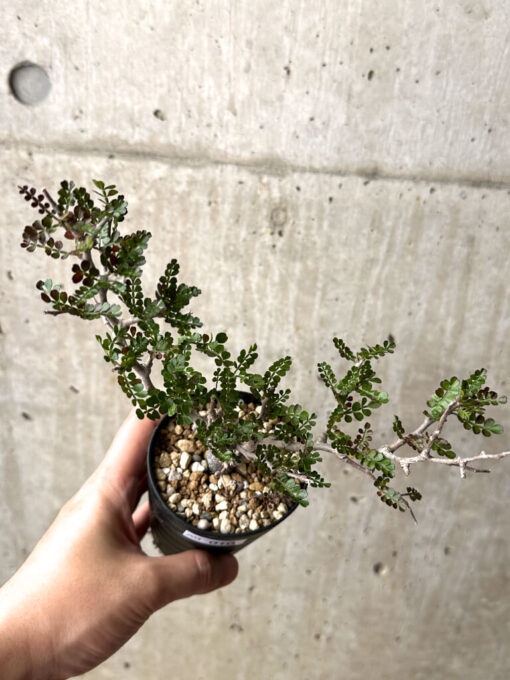 【現品限り】オペルクリカリア・パキプス 根挿し【AG10】 Operculicarya pachypus【植物】塊根植物 夏型 コーデックス - 画像 (2)