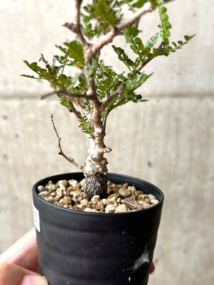 プラントブラザーズ