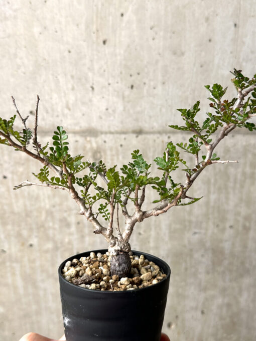 【現品限り】オペルクリカリア・パキプス 根挿し【AG10】 Operculicarya pachypus【植物】塊根植物 夏型 コーデックス - 画像 (4)