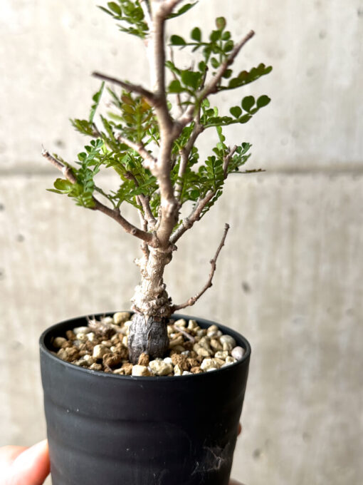 【現品限り】オペルクリカリア・パキプス 根挿し【AG10】 Operculicarya pachypus【植物】塊根植物 夏型 コーデックス - 画像 (5)