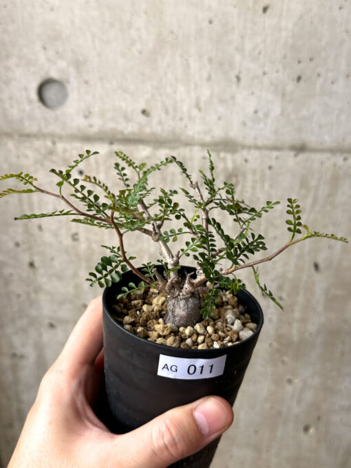 【現品限り】オペルクリカリア・パキプス 根挿し【AG11】 Operculicarya pachypus【植物】塊根植物 夏型 コーデックス