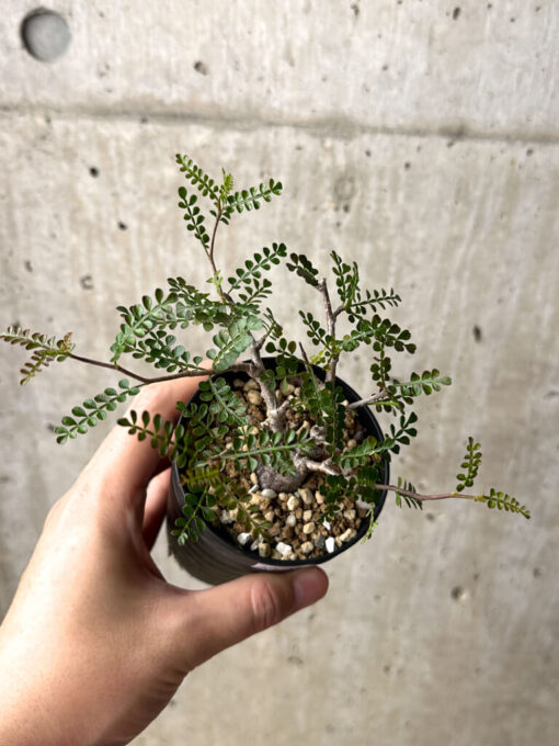 【現品限り】オペルクリカリア・パキプス 根挿し【AG11】 Operculicarya pachypus【植物】塊根植物 夏型 コーデックス - 画像 (2)