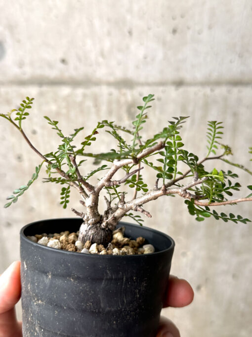 【現品限り】オペルクリカリア・パキプス 根挿し【AG11】 Operculicarya pachypus【植物】塊根植物 夏型 コーデックス - 画像 (4)