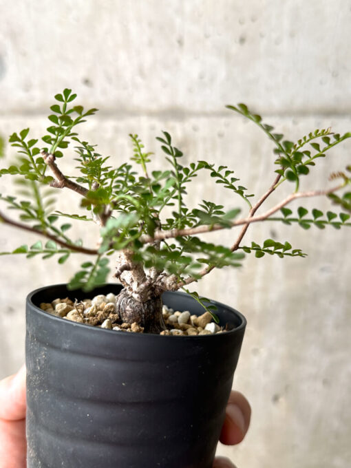 【現品限り】オペルクリカリア・パキプス 根挿し【AG11】 Operculicarya pachypus【植物】塊根植物 夏型 コーデックス - 画像 (5)