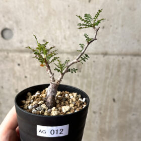 【現品限り】オペルクリカリア・パキプス 根挿し【AG12】 Operculicarya pachypus【植物】塊根植物 夏型 コーデックス