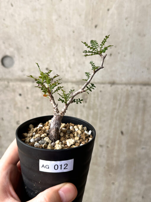 【現品限り】オペルクリカリア・パキプス 根挿し【AG12】 Operculicarya pachypus【植物】塊根植物 夏型 コーデックス